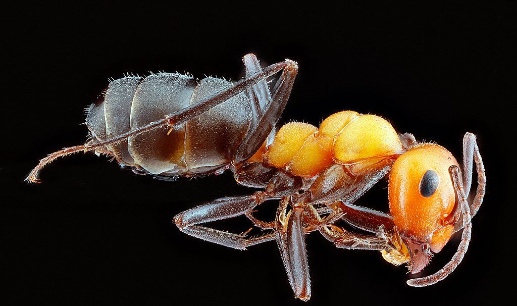 Ant Control service in La Mirada, CA