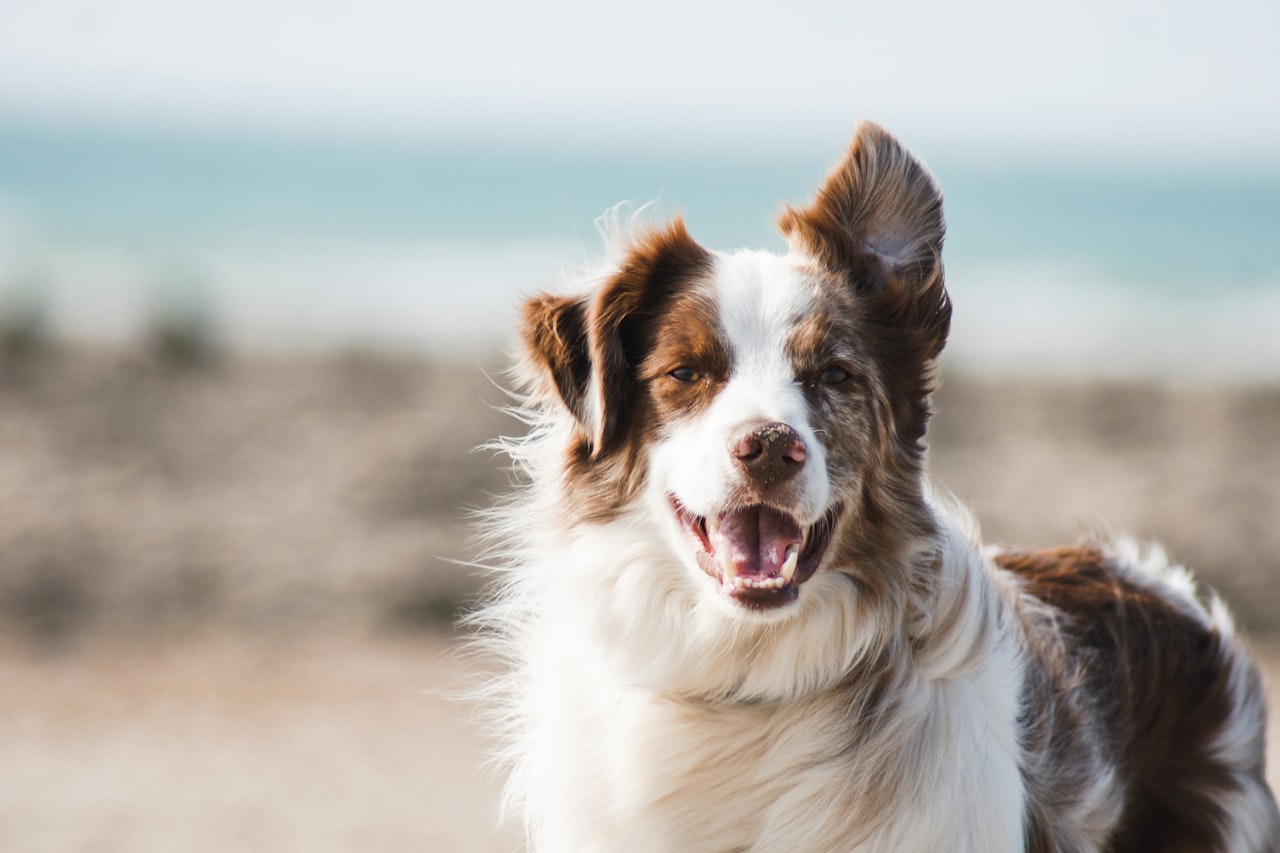 Flea & Tick Control service in La Mirada, CA