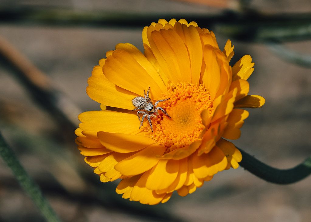 Spider Control service in La Mirada, CA